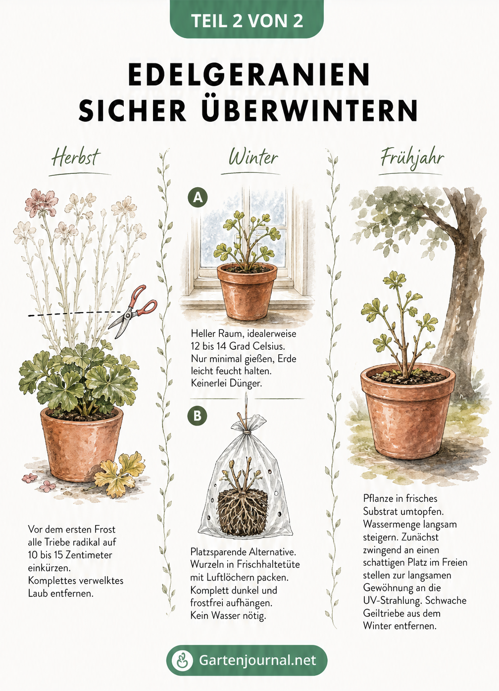 Dreigeteilte Illustration zur Überwinterung von Edelgeranien von Herbst bis Frühjahr mit Methoden im Topf und in der Tüte