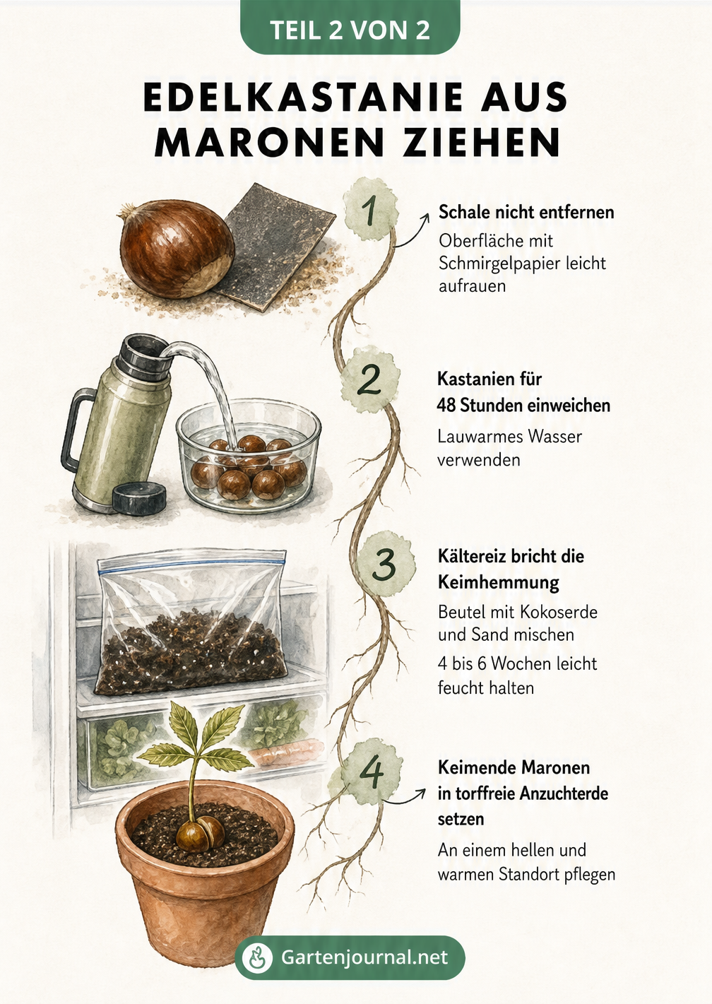 Schritt-für-Schritt-Anleitung zum Ziehen einer Edelkastanie aus einer Marone