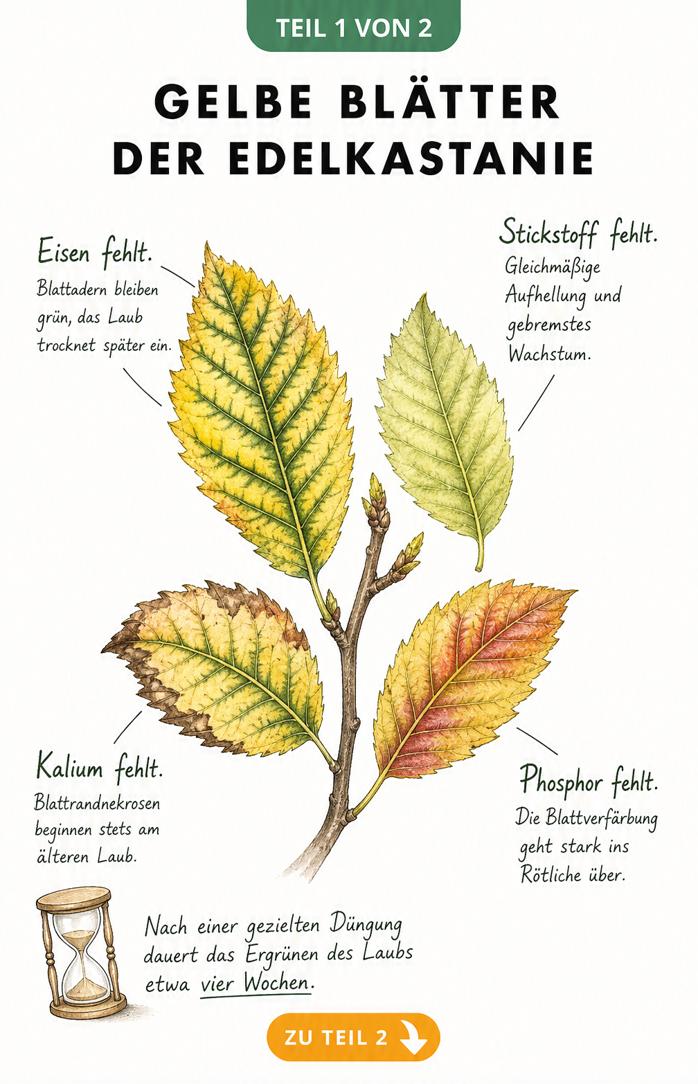 Illustration von vier Edelkastanien-Blättern mit unterschiedlichen Gelbverfärbungen durch Nährstoffmangel