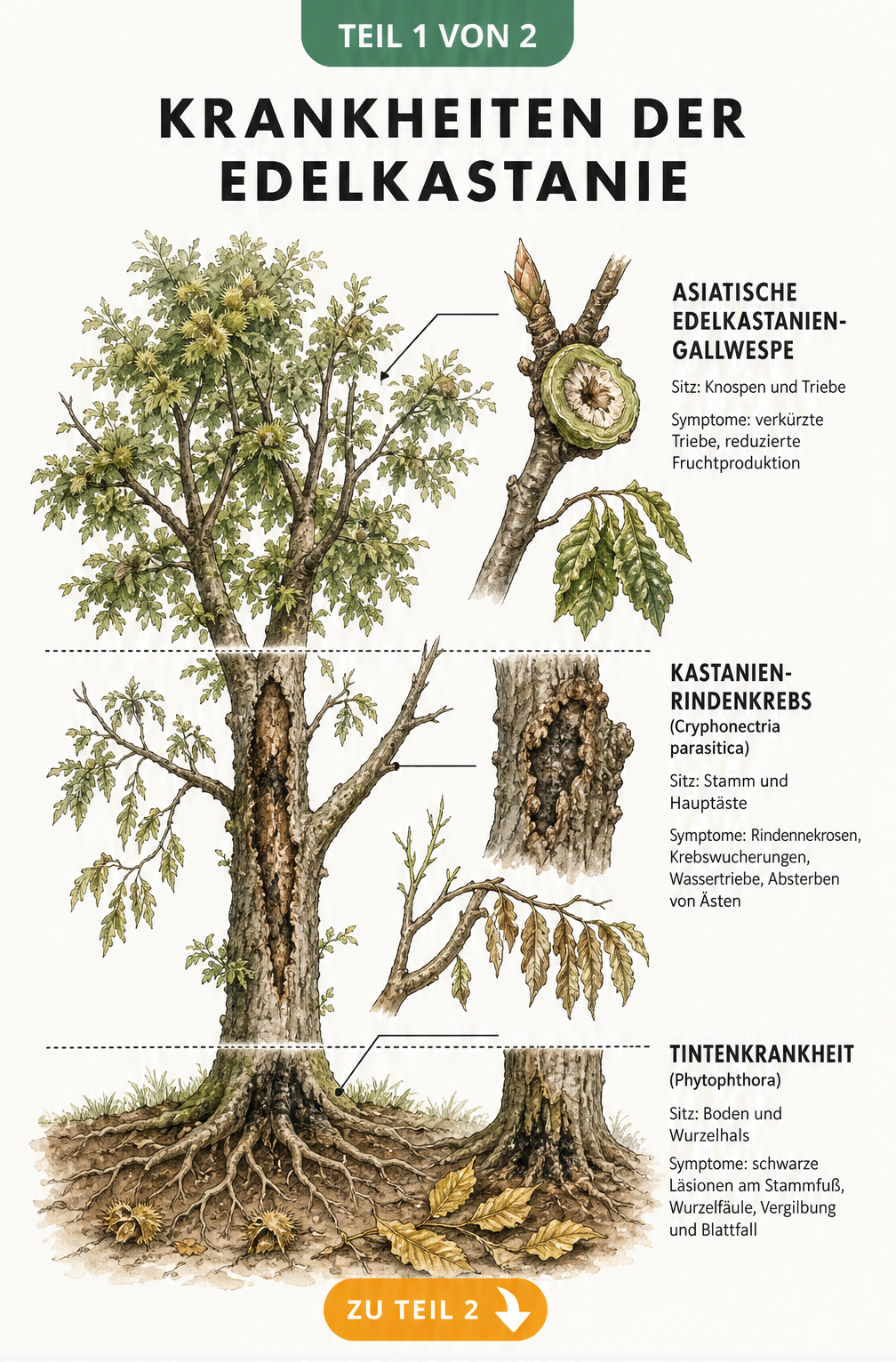 Botanische Illustration einer Edelkastanie mit Befallszonen von Gallwespe, Rindenkrebs und Tintenkrankheit