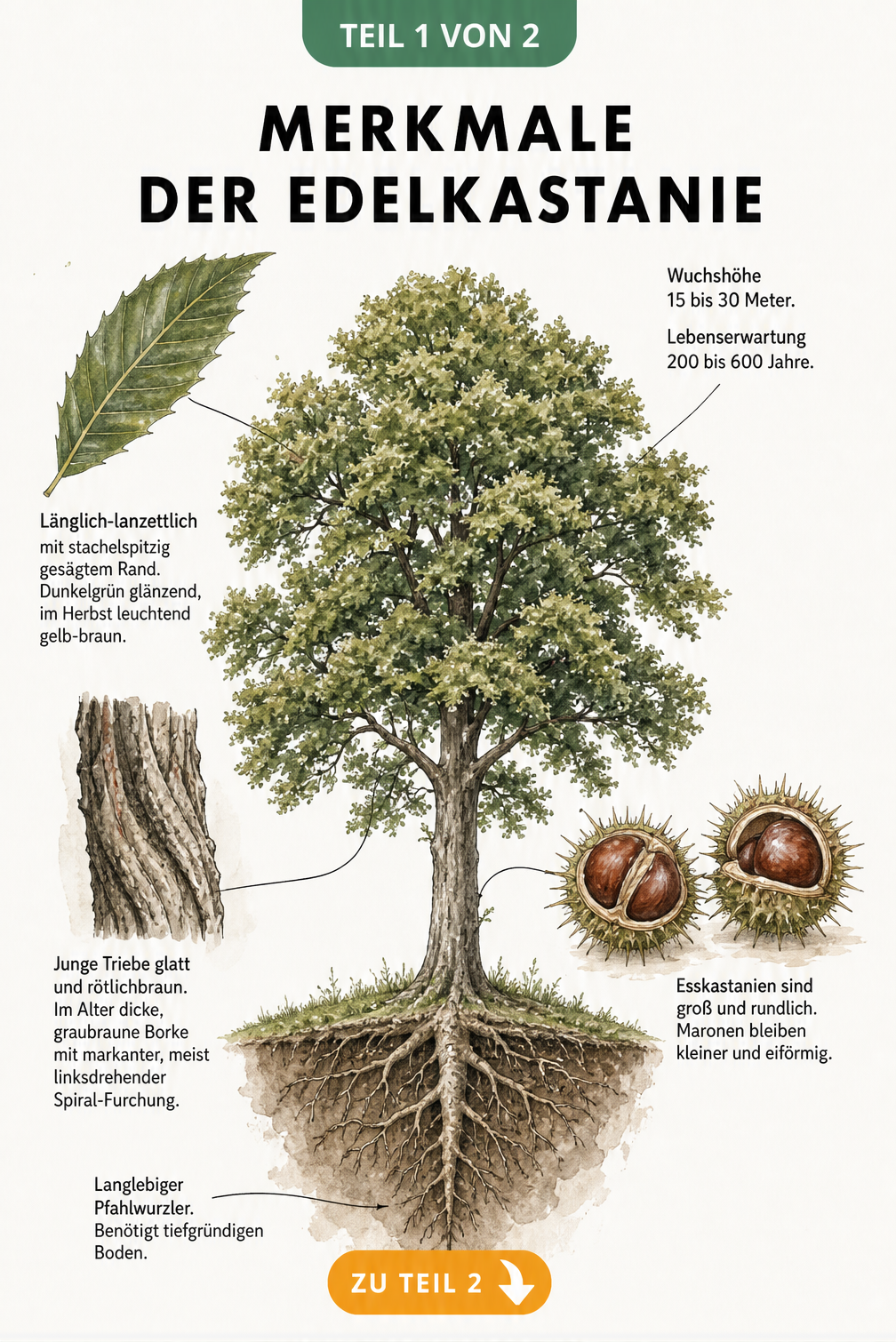 Botanische Illustration einer Edelkastanie mit Details zu Blättern, Rinde, Früchten und Wurzeln