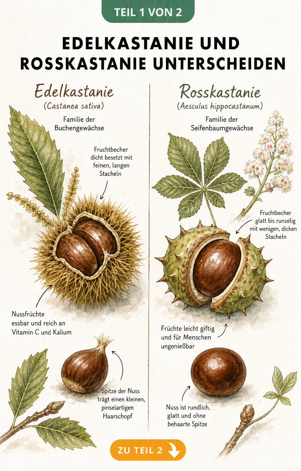 Botanische Illustration, die die Unterschiede zwischen Edelkastanie und Rosskastanie anhand von Fruchtbecher und Nuss zeigt