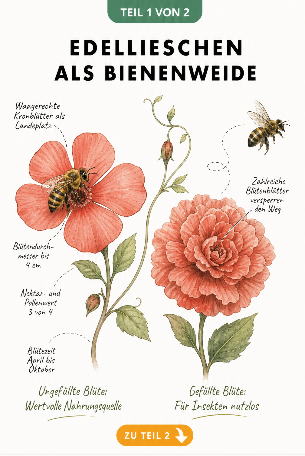 Botanische Illustration eines Edellieschens mit ungefüllter und gefüllter Blüte im Vergleich für Bienen