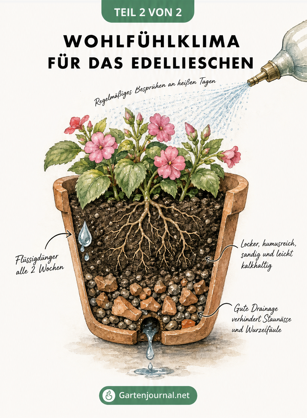 Botanische Schnittzeichnung eines Terrakottatopfs mit Edellieschen, die Wurzeln, Erde und Drainage zeigt