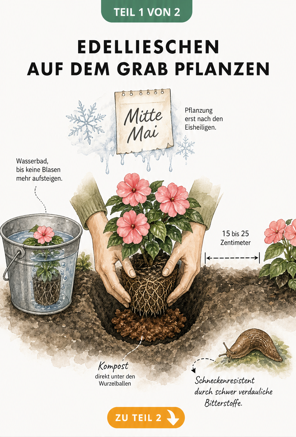 Illustration eines Grabbeets, in das ein Edellieschen gepflanzt wird, mit Hinweisen zu Pflanzabstand, Wasserbad und Kompost.