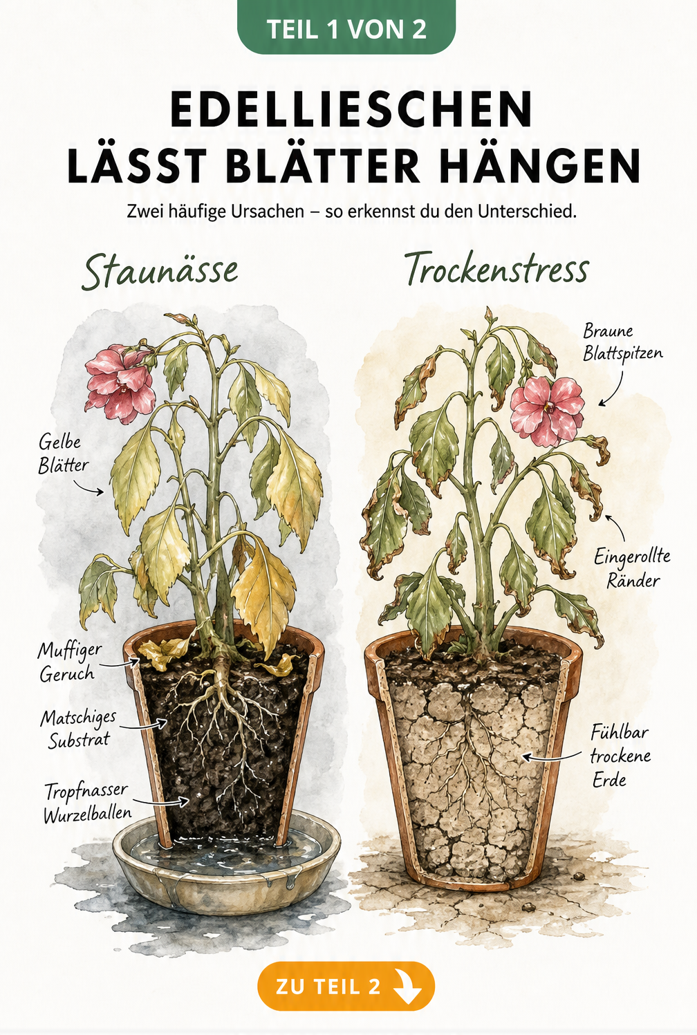 Illustration von zwei Edellieschen im Querschnitt, die hängende Blätter durch Staunässe und Trockenstress zeigen.
