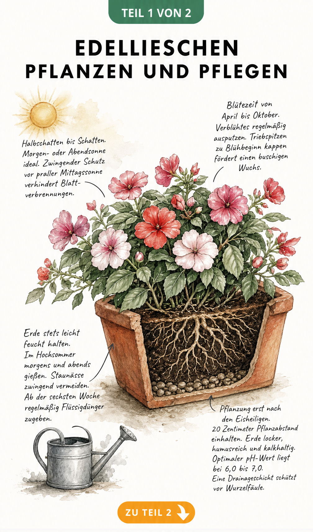 Botanische Illustration eines Edellieschens im Terrakotta-Balkonkasten mit Tipps zu Standort, Gießen und Pflanzen.
