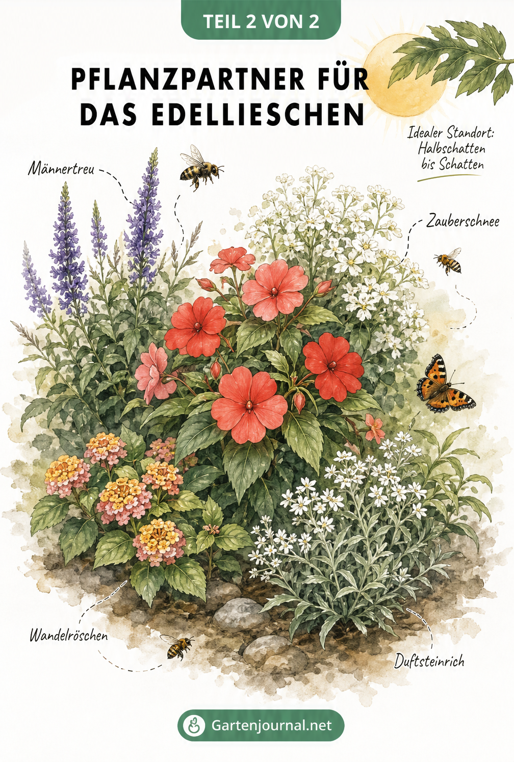 Aquarell-Illustration eines Beets mit Edellieschen und passenden Begleitpflanzen im Halbschatten