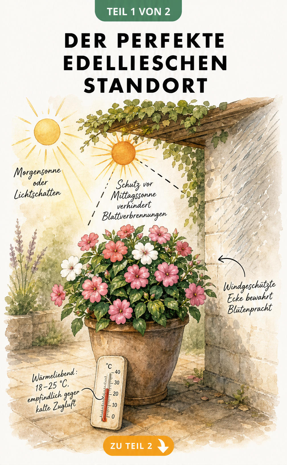 Aquarellierte Skizze eines Edellieschens im Topf an einer Hauswand mit Hinweisen zu Licht, Windschutz und Temperatur