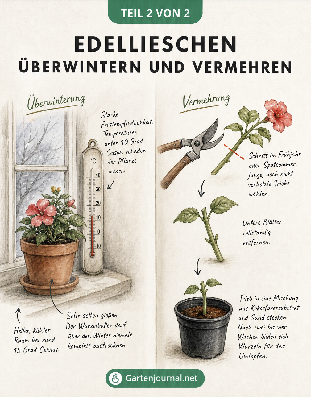 Zeichnung eines Edellieschens im Topf auf einer Fensterbank und einer Gartenschere zur Vermehrung durch Stecklinge.
