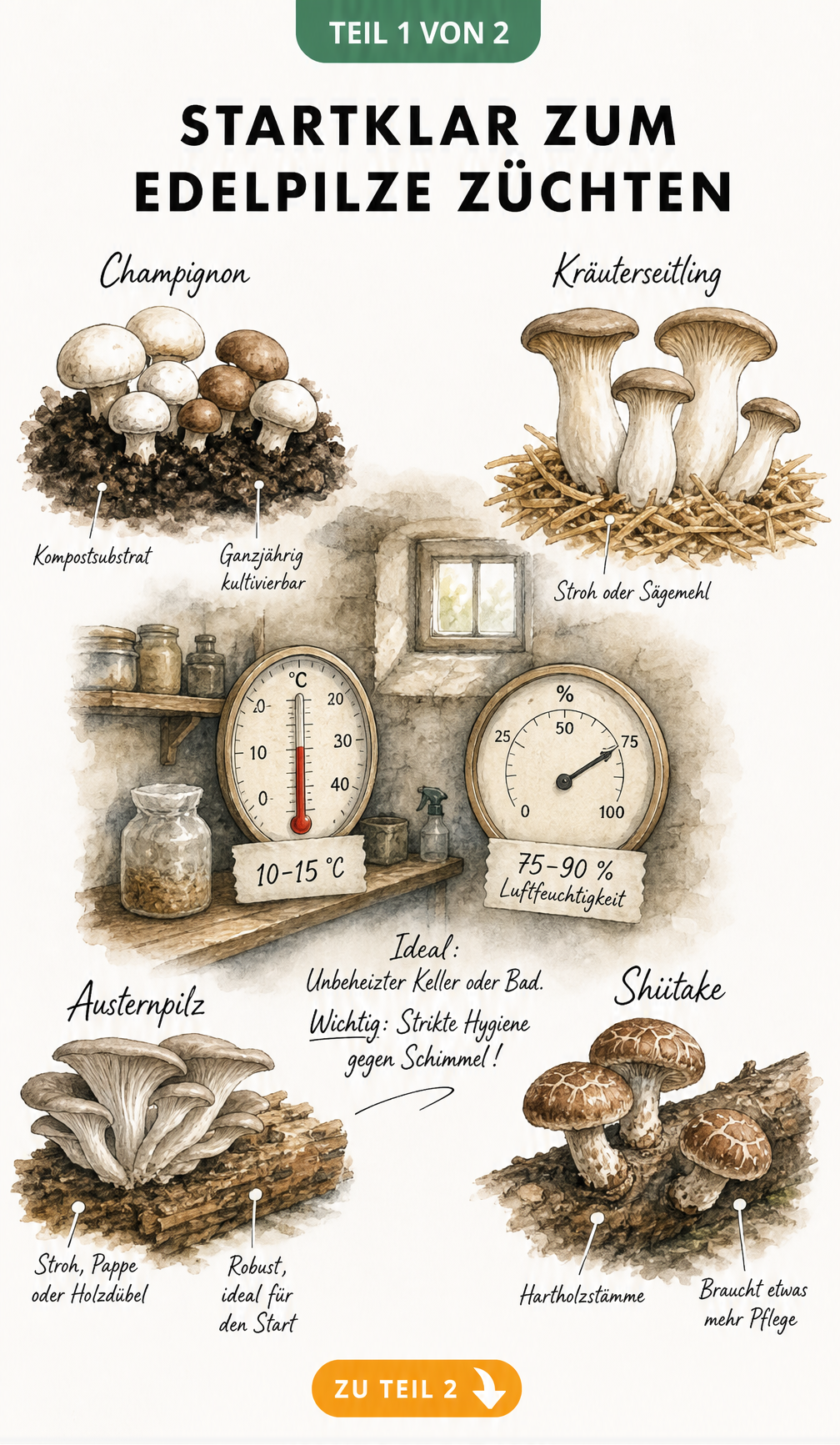 Illustration eines Zuchtraums für Edelpilze mit Thermometer, Hygrometer und vier Pilzarten: Champignon, Kräuterseitling, Austernpilz und Shiitake auf ihren...