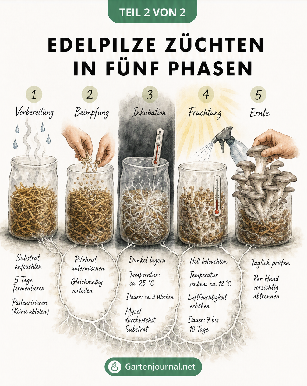 Fünf Phasen der Edelpilzzucht in einem transparenten Zuchtgefäß: Vorbereitung, Beimpfung, Inkubation, Fruchtung und Ernte, verbunden durch ein Myzel-Geflecht.