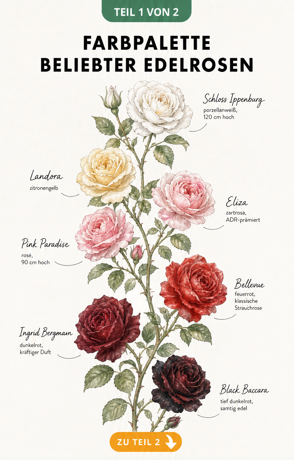 Botanische Illustration verschiedener Edelrosensorten in einem Farbverlauf von Dunkelrot über Rosa und Gelb bis Weiß