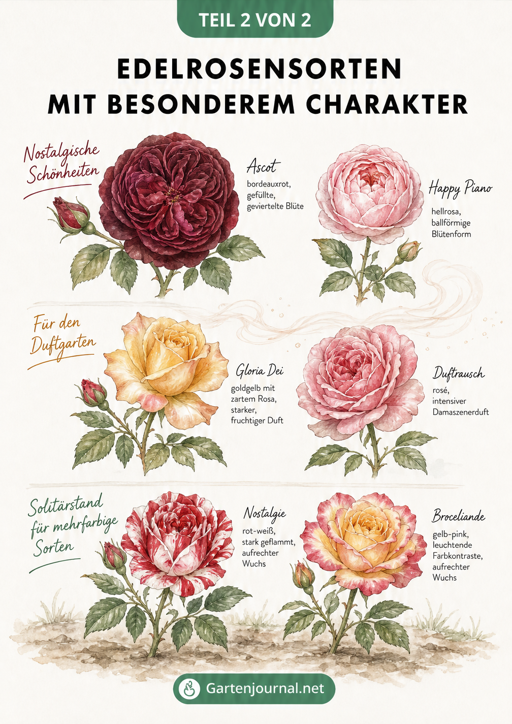 Illustration von nostalgischen, duftenden und mehrfarbigen Edelrosensorten im Herbarium-Stil