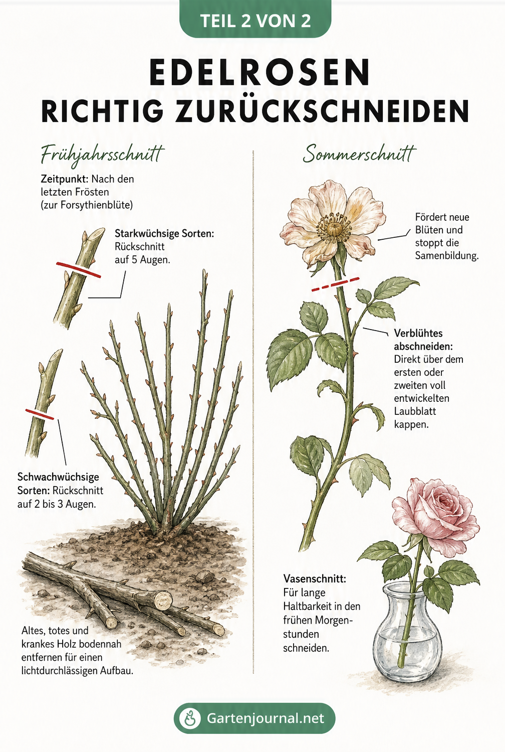 Illustration zum Rückschnitt von Edelrosen im Frühjahr und Sommer mit Markierungen der Schnittstellen