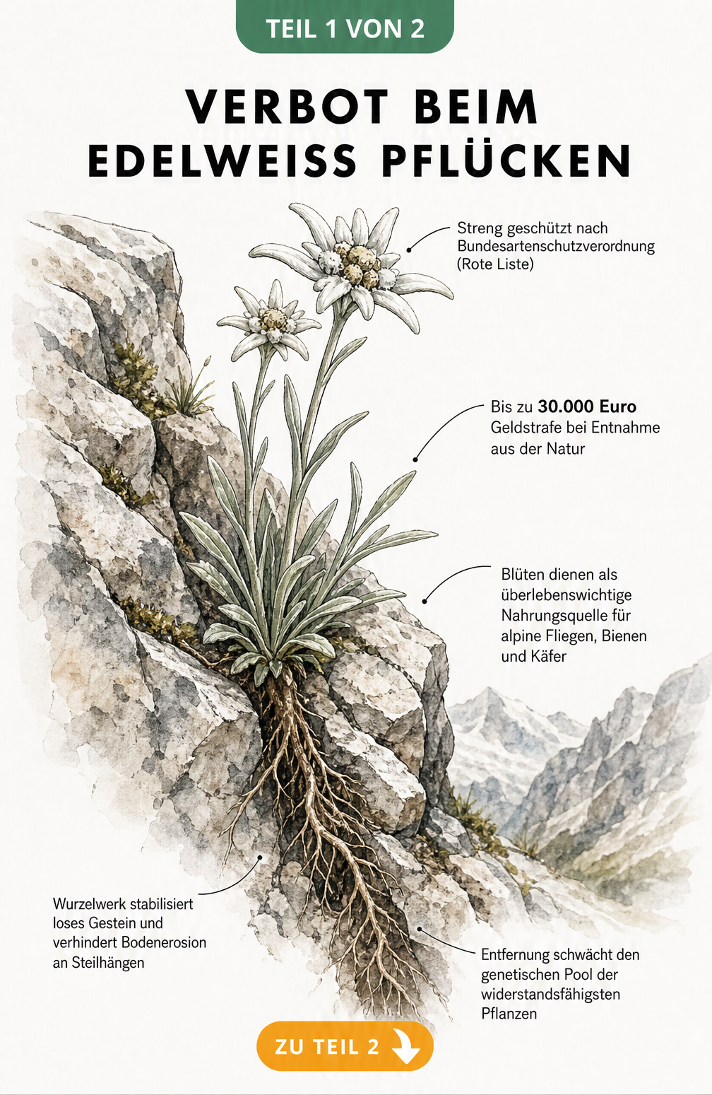 Botanische Illustration eines Edelweiß in einem Felsspalt mit Hinweisen zu Naturschutz, Strafen und ökologischer Bedeutung
