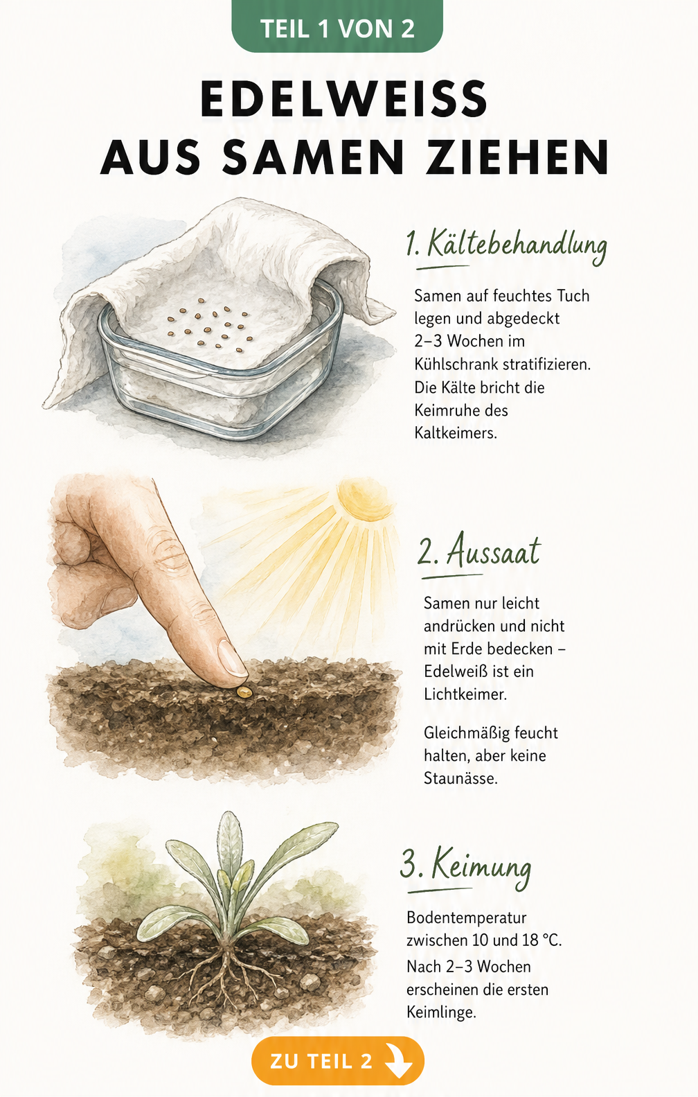 Botanische Skizze zur Aussaat von Edelweiss-Samen: Kältebehandlung, Lichtkeimung und Keimling