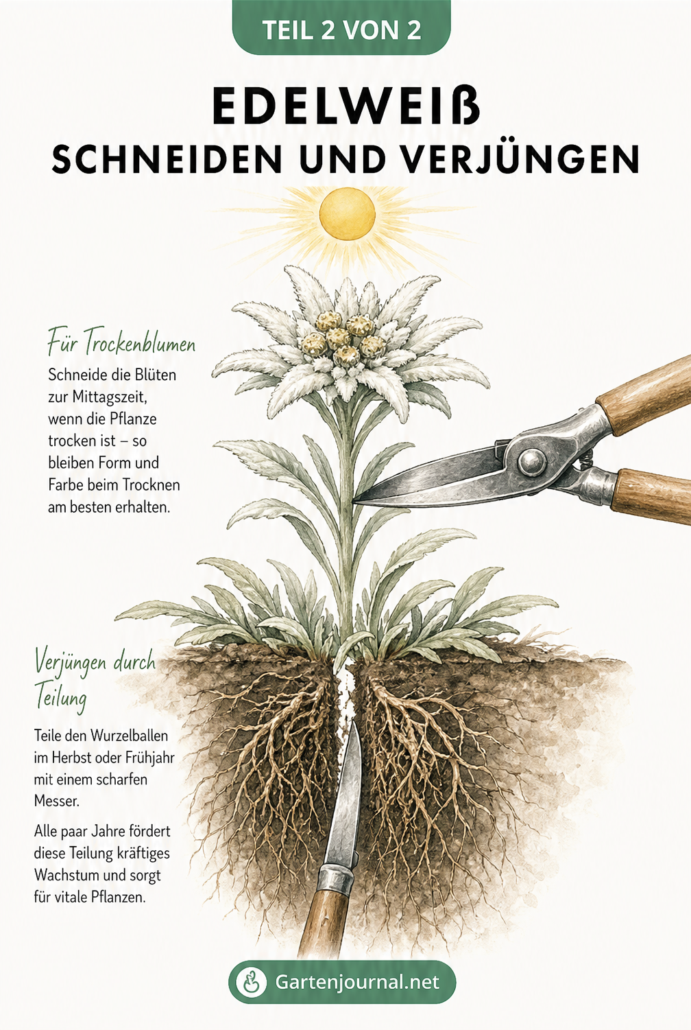 Illustration eines Edelweißes beim Schnitt für Trockenblumen in der Mittagssonne und der Wurzelteilung mit einem Messer.