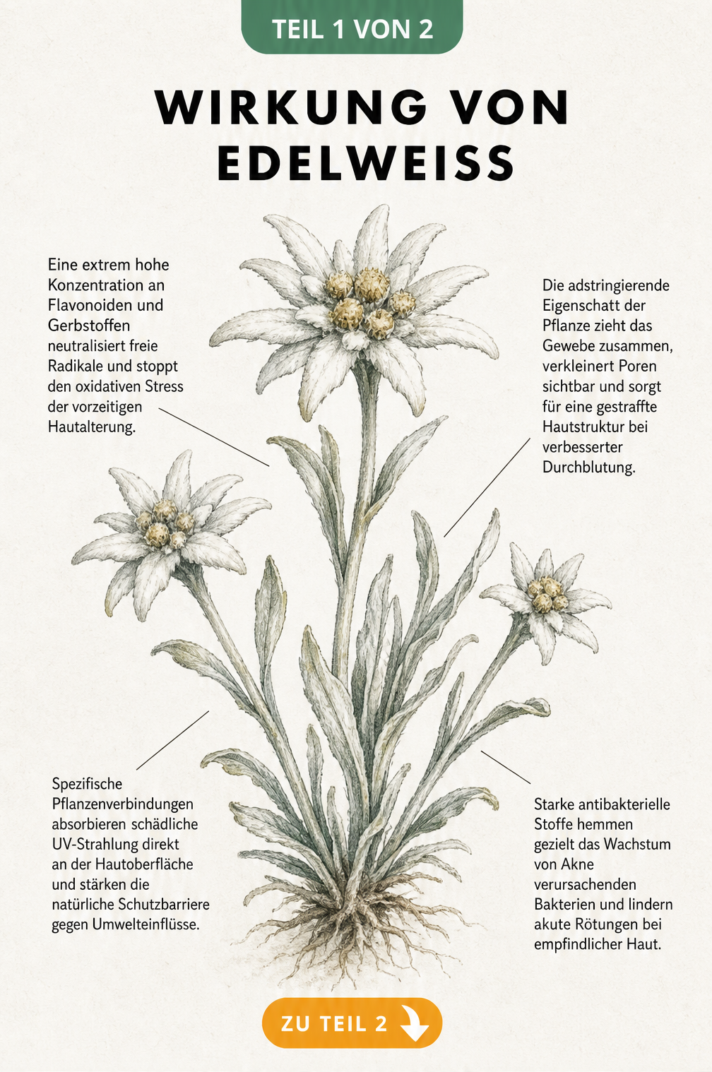 Botanische Illustration einer Edelweisspflanze mit Erklaerungen zur Wirkung in der Kosmetik