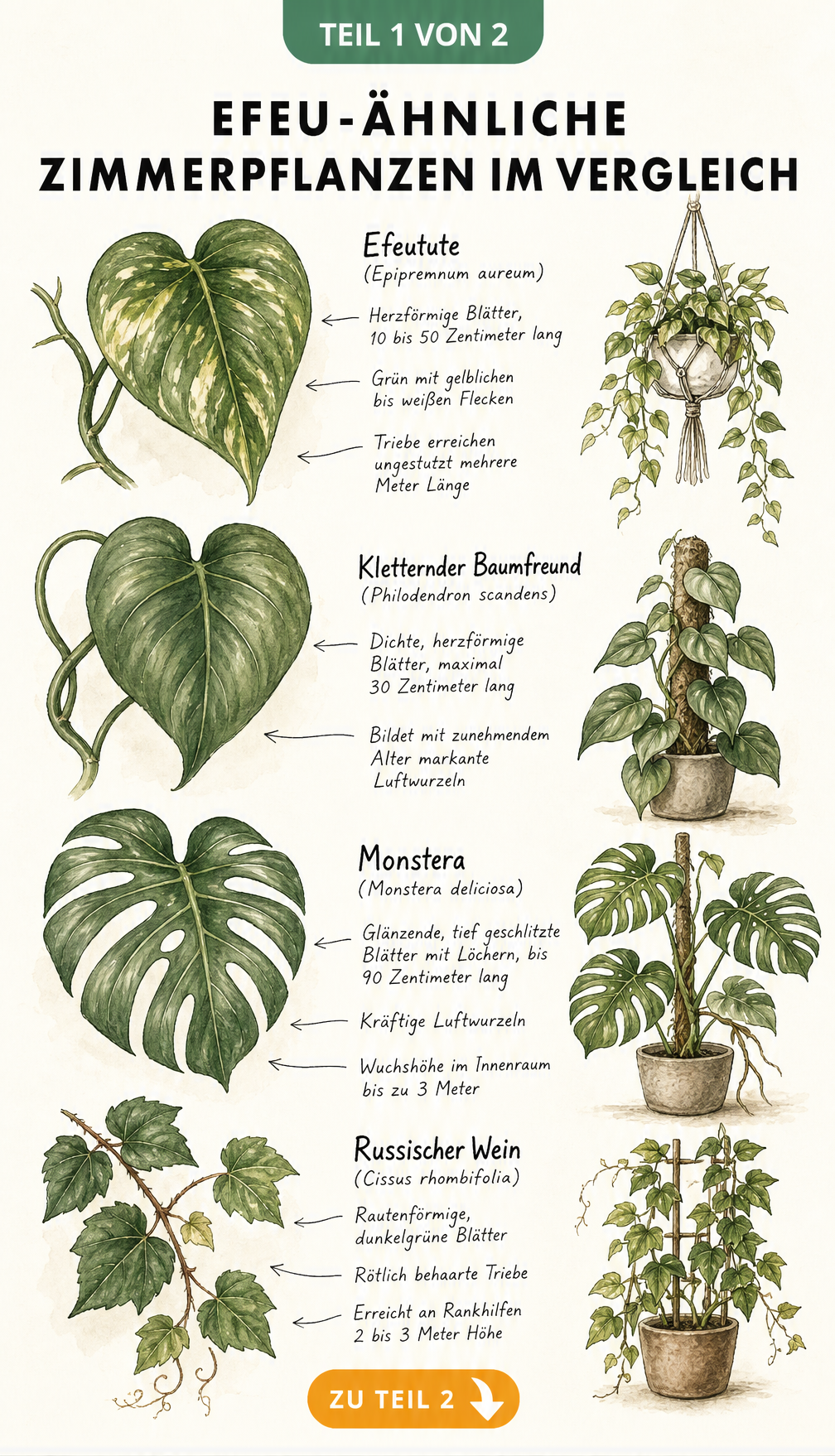 Botanische Illustration von vier efeu-ähnlichen Zimmerpflanzen: Efeutute, Kletternder Baumfreund, Monstera und Russischer Wein mit Blattdetails und Wuchsformen.