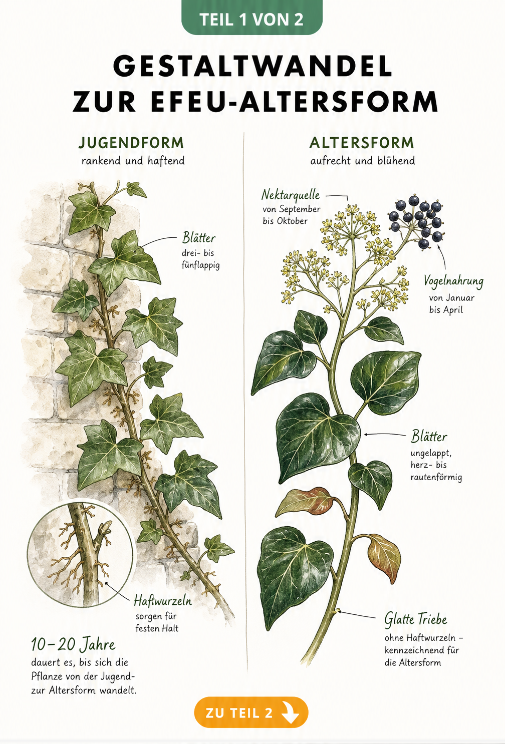 Botanische Illustration der Efeu-Altersform im Vergleich zur Jugendform mit Blättern, Blüten und Beeren