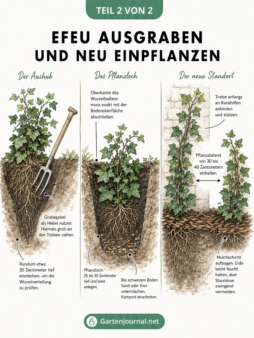 Schnittzeichnung zum Ausgraben und Einpflanzen von Efeu mit Grabegabel und Pflanzloch