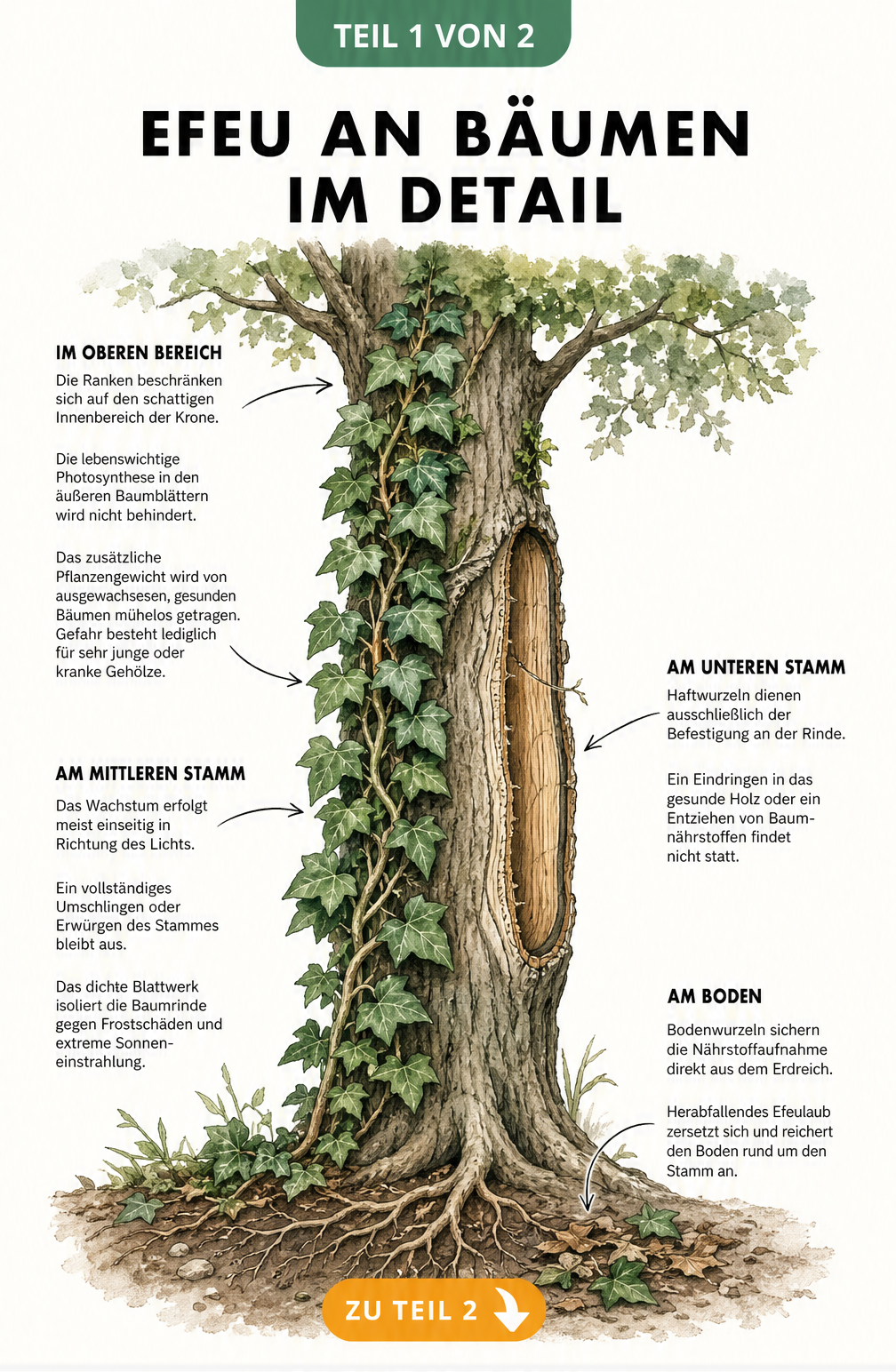Botanische Illustration eines Baumstamms mit Efeu, die zeigt, dass Haftwurzeln nicht in das Holz eindringen und die Baumkrone frei bleibt.
