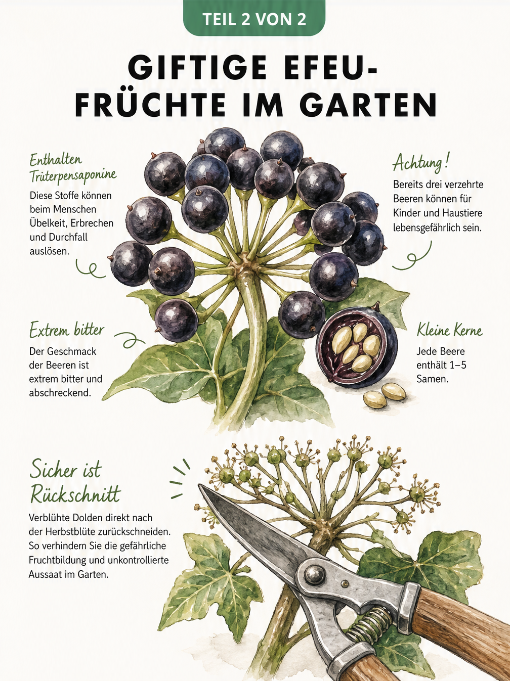 Aquarell-Illustration einer reifen Efeu-Frucht-Dolde mit Warnhinweisen zur Giftigkeit