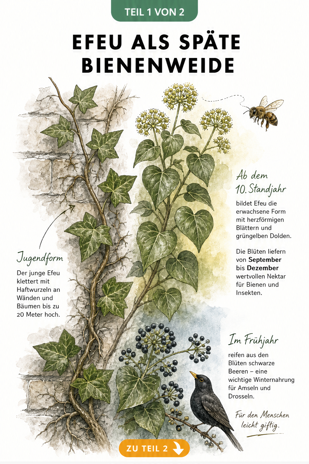 Botanische Illustration von Efeu mit jungen Blättern, Altersform, Blüten und Beeren als Bienenweide