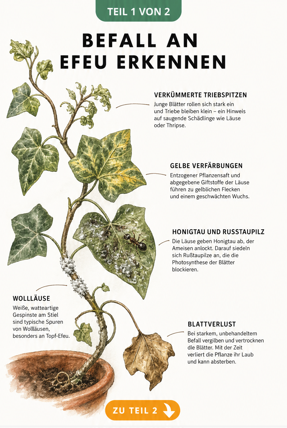 Illustration eines Efeuzweigs mit typischen Schadbildern durch Blattläuse wie eingerollte Blätter, Honigtau und weiße Gespinste
