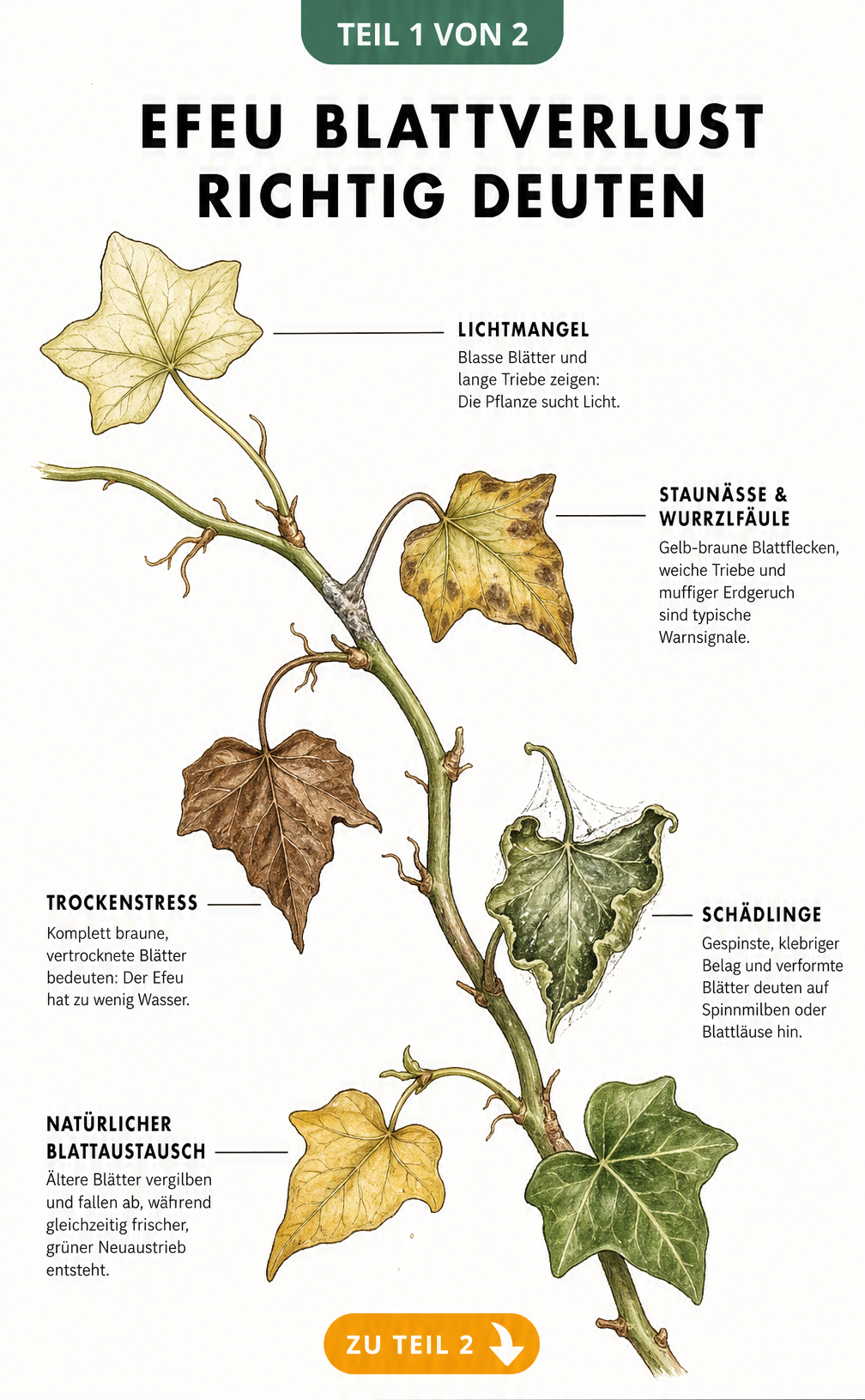 Botanische Illustration eines Efeuzweigs, der verschiedene Ursachen für Blattverlust wie Lichtmangel, Staunässe, Trockenstress und Schädlinge zeigt.