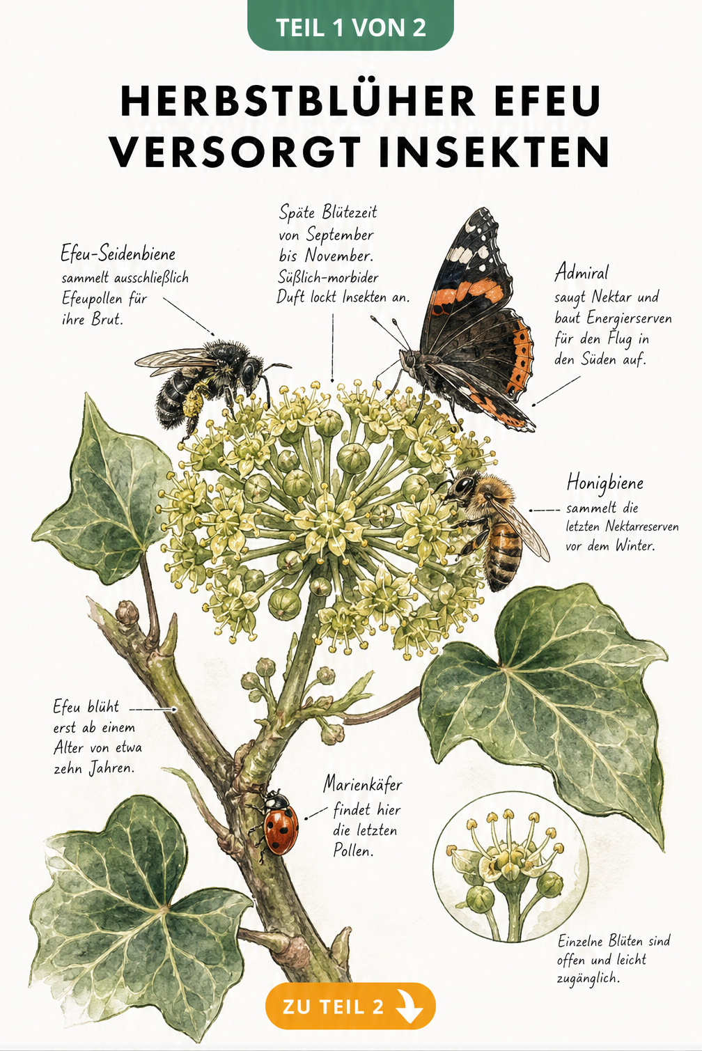 Botanische Illustration einer Efeublüte mit Insekten wie Efeu-Seidenbiene, Admiral, Honigbiene und Marienkäfer