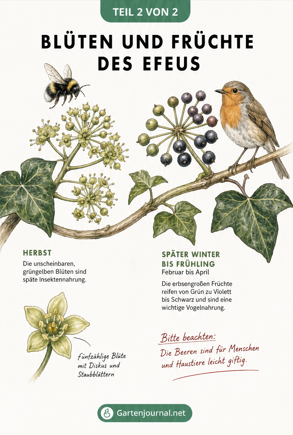 Illustration von Efeublüten im Herbst mit Hummel und reifenden, blauschwarzen Efeufrüchten im Winter mit Rotkehlchen