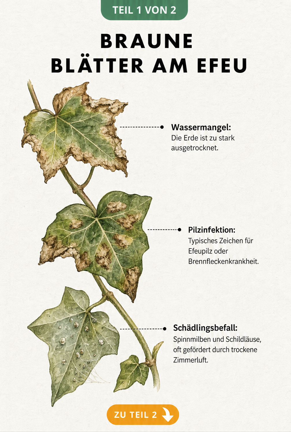 Botanische Illustration eines Efeuzweigs mit braunen Blättern, die Schadbilder wie Wassermangel, Pilzinfektion und Schädlingsbefall zeigen