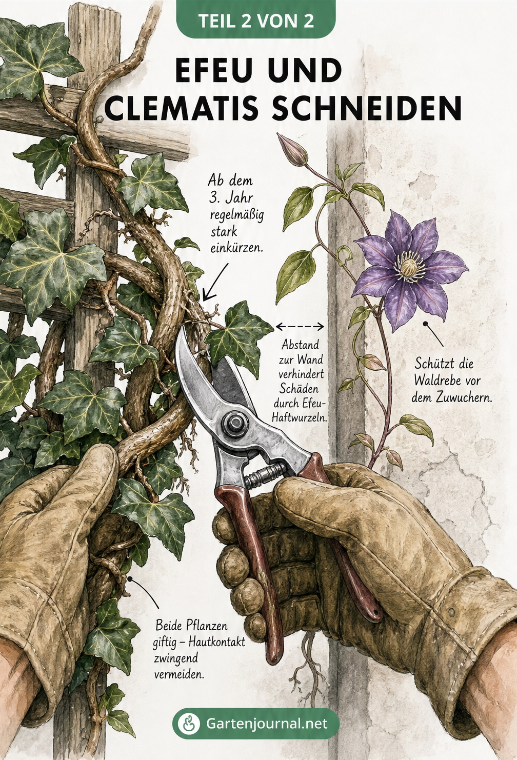 Illustration von Händen in Lederhandschuhen, die mit einer Gartenschere eine dicke Efeuranke neben einer zarten Clematis durchtrennen
