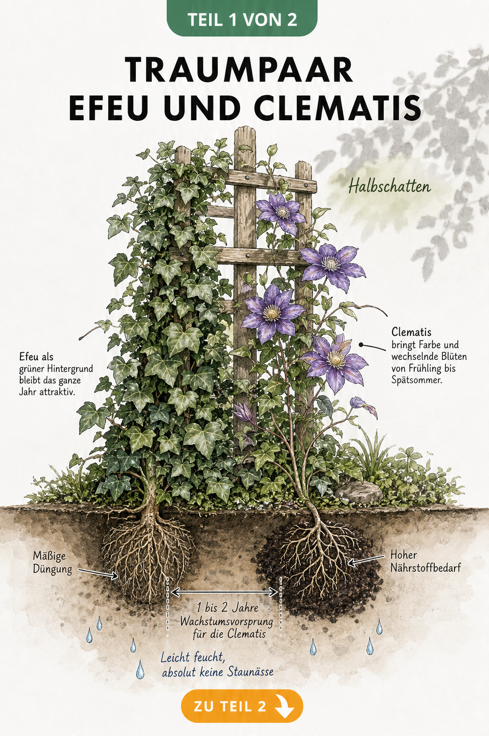 Botanische Illustration von Efeu und Clematis an einem Rankgerüst mit Wurzelballen im Querschnitt
