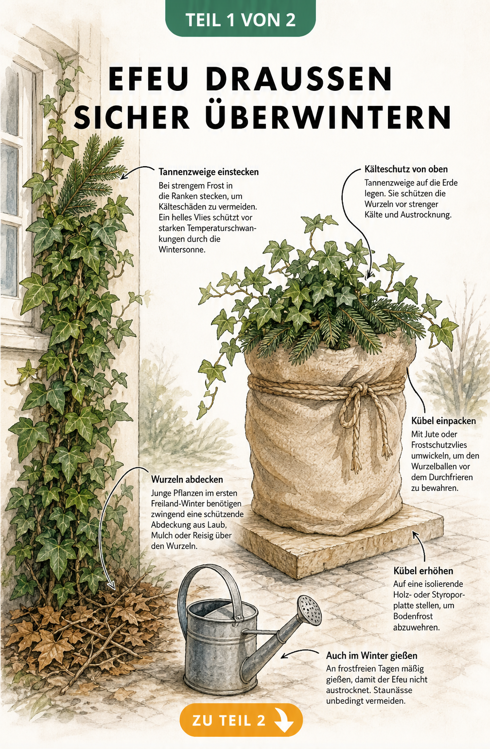 Gezeichnete Szene: Efeu im Gartenbeet und im Kübel auf der Terrasse mit Hinweisen zum Winterschutz