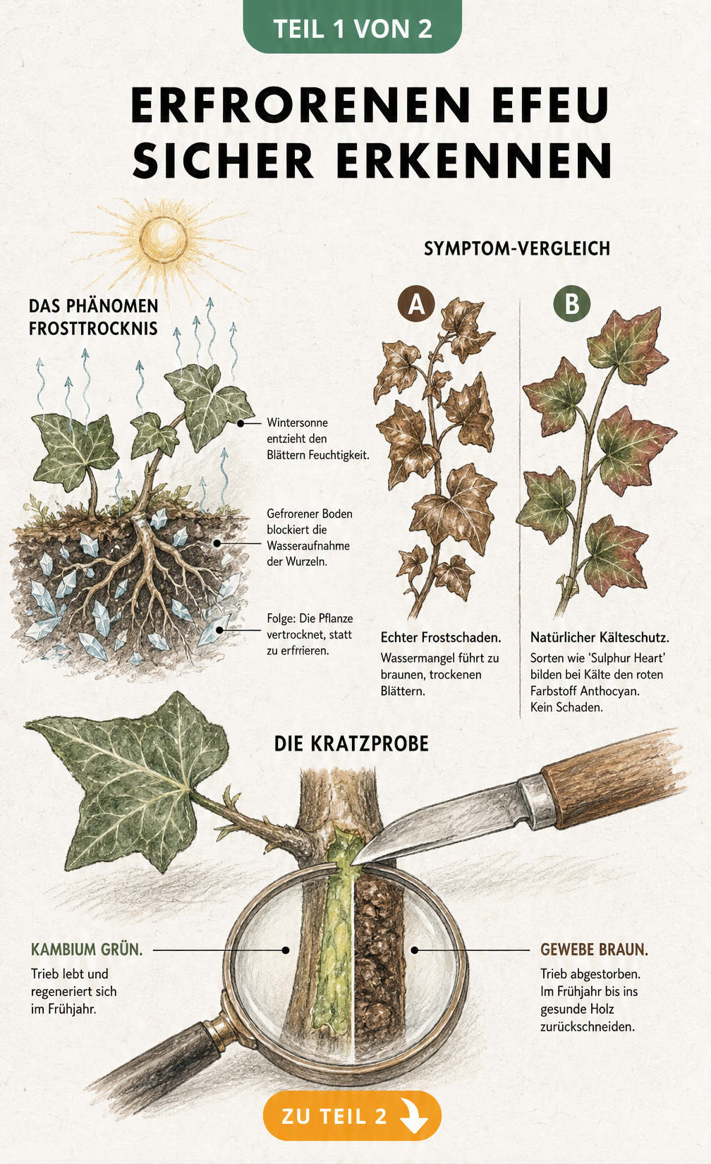 Illustration von Efeu im Winter, die Frosttrocknis, Symptome und die Kratzprobe zur Vitalitätsprüfung zeigt.