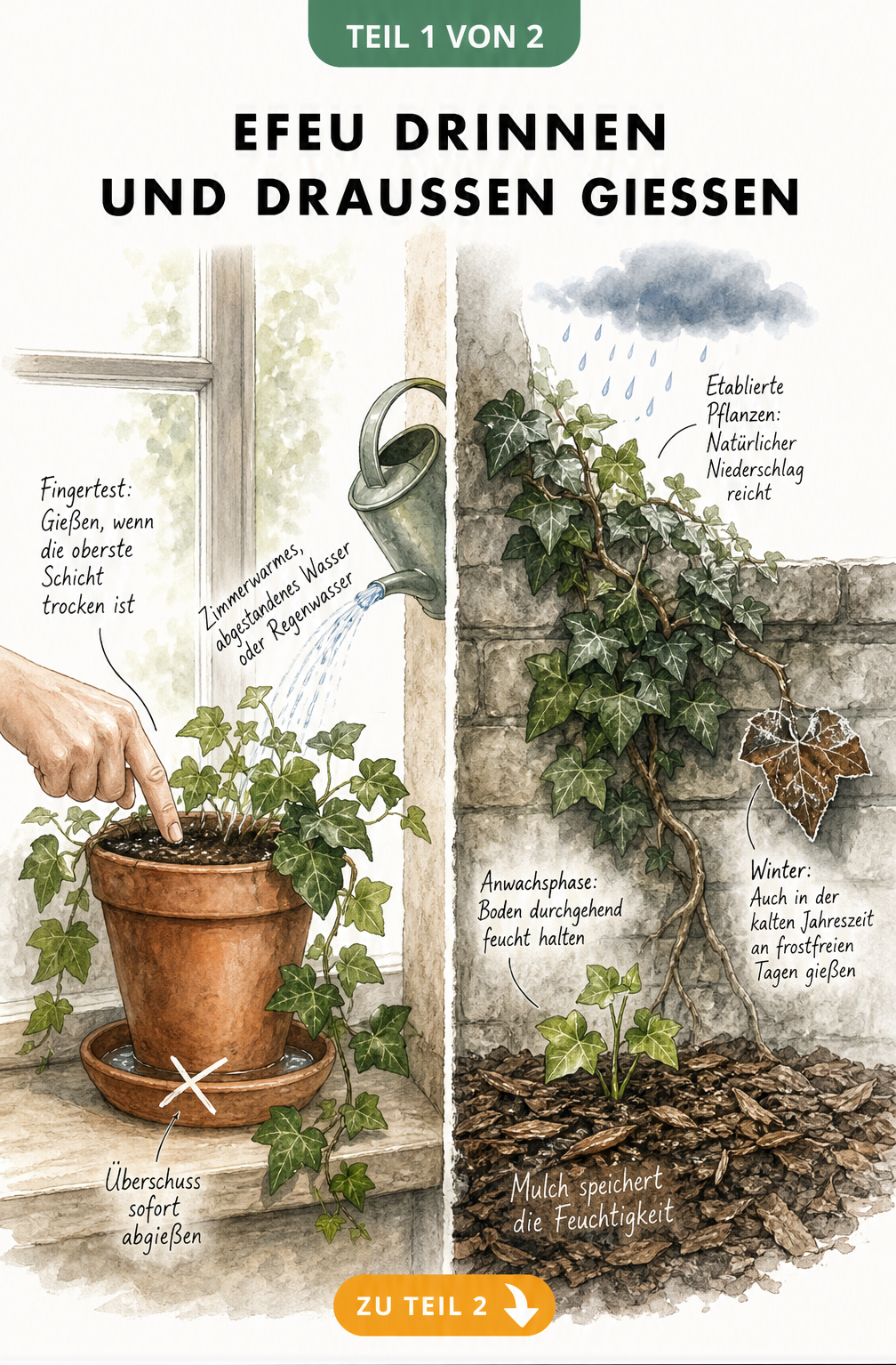 Illustration zum Gießen von Efeu als Zimmerpflanze und im Gartenbeet