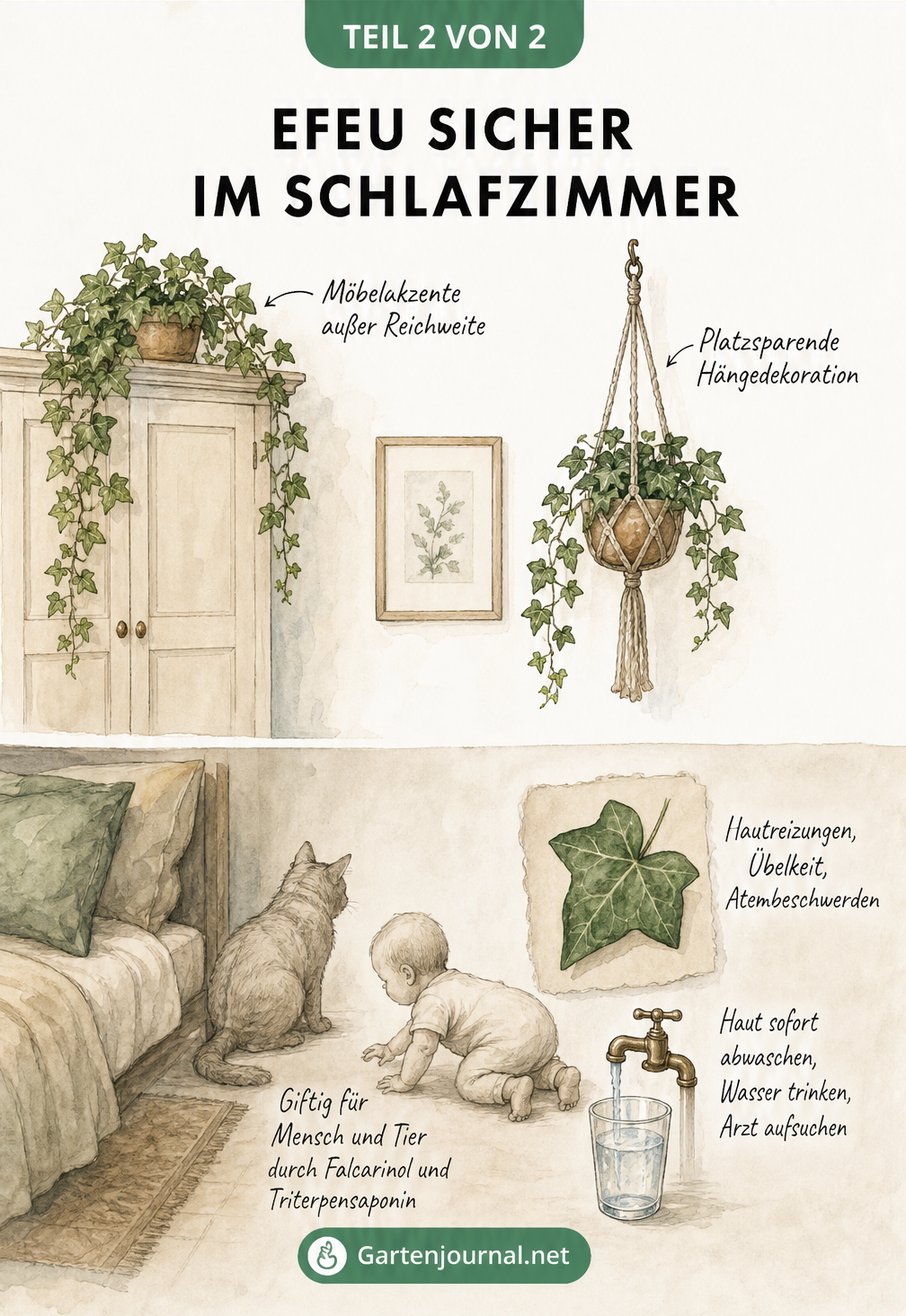 Zeichnung einer Schlafzimmerwand, die zeigt, wie Efeu sicher außer Reichweite von Kindern und Haustieren platziert wird, inklusive Symptomen bei Kontakt.