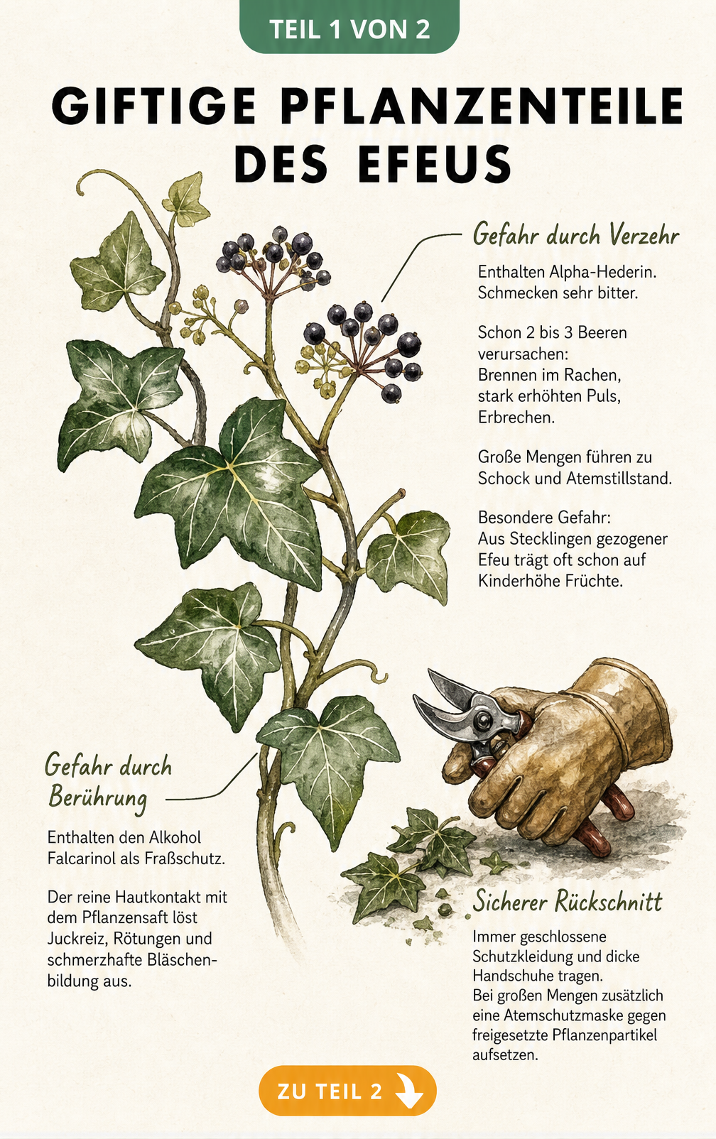 Botanische Illustration eines Efeuzweigs mit Beeren und Blättern, die giftige Pflanzenteile und Symptome bei Verzehr oder Berührung erklärt