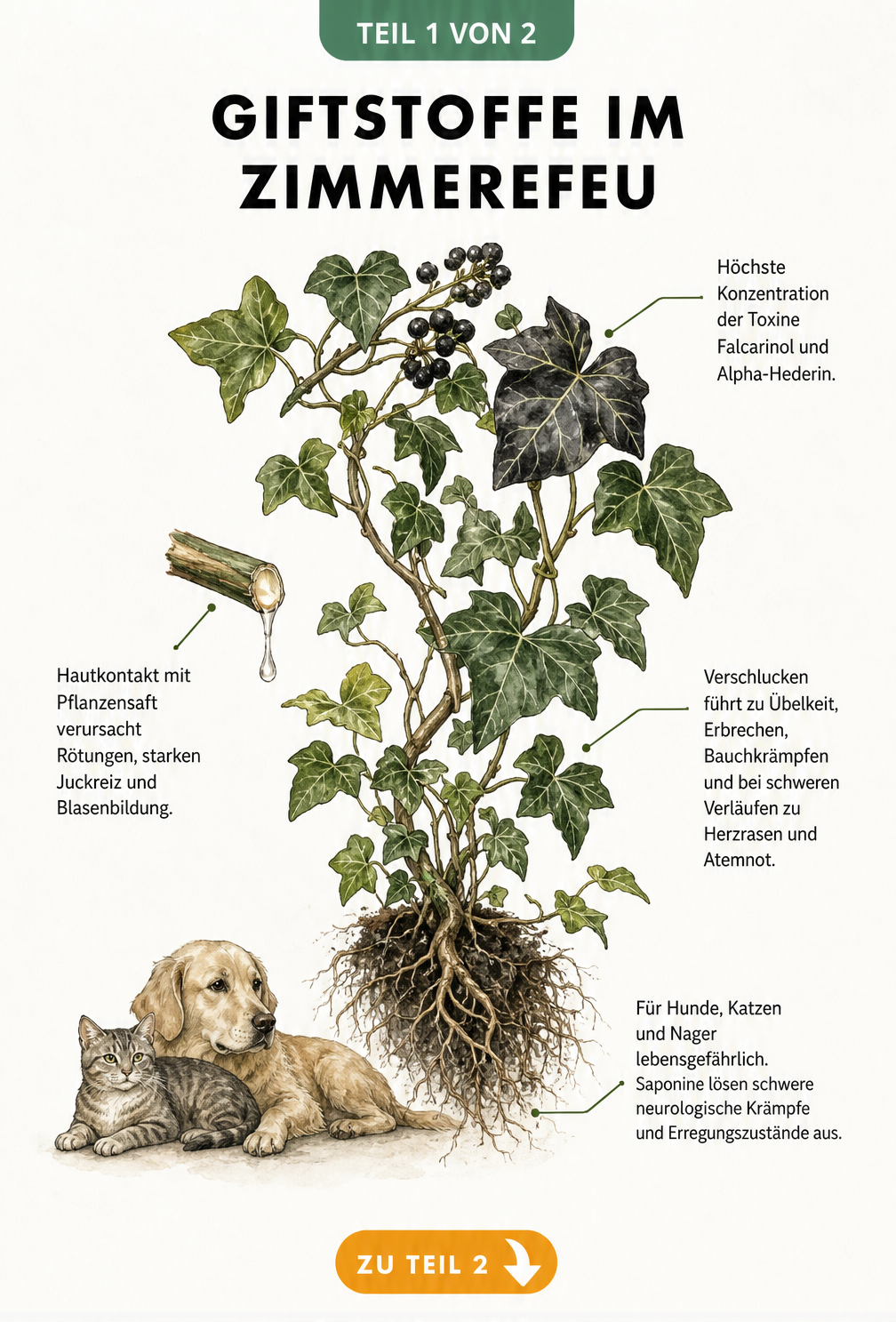 Botanische Illustration einer Efeupflanze mit Hinweisen zu Giftstoffen wie Falcarinol und Alpha-Hederin sowie Symptomen bei Mensch und Tier