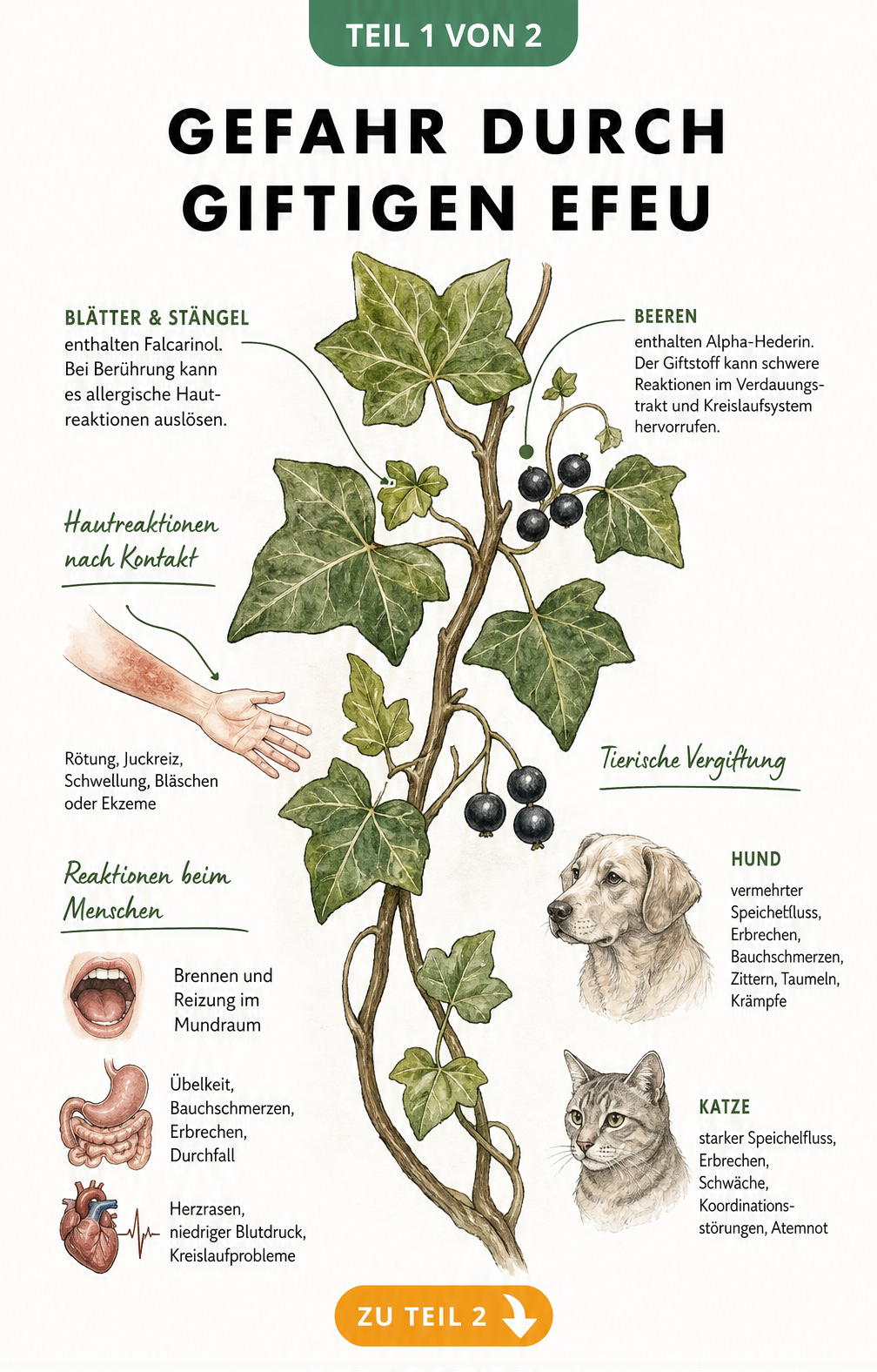 Botanische Illustration eines Efeuzweigs mit Blättern und Beeren, die die Giftstoffe Falcarinol und Alpha-Hederin sowie deren Auswirkungen auf Mensch und Tier...
