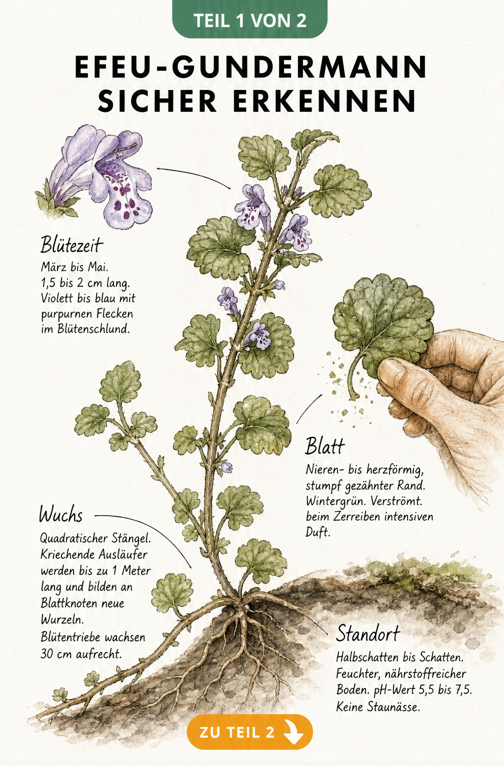 Botanische Zeichnung von Efeu-Gundermann mit Details zu Blüte, Blatt, Wuchs und Standort