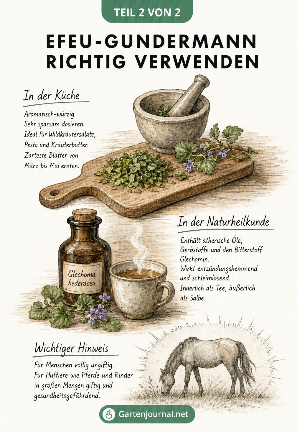 Illustration zur Verwendung von Efeu-Gundermann in Küche und Naturheilkunde mit Warnhinweis für Pferde