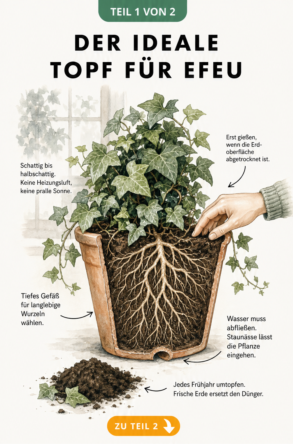 Botanische Illustration eines Efeus in einem tiefen Terrakottatopf im Querschnitt, der das Wurzelwerk und das Abzugsloch zeigt.