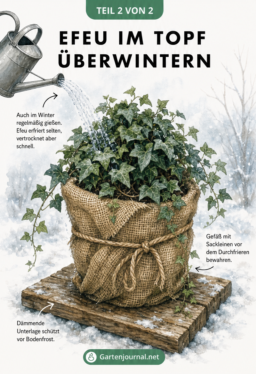 Illustration eines Efeukübels im Winter, umwickelt mit Sackleinen auf einer Holzplatte, während er mit einer Gießkanne gegossen wird.