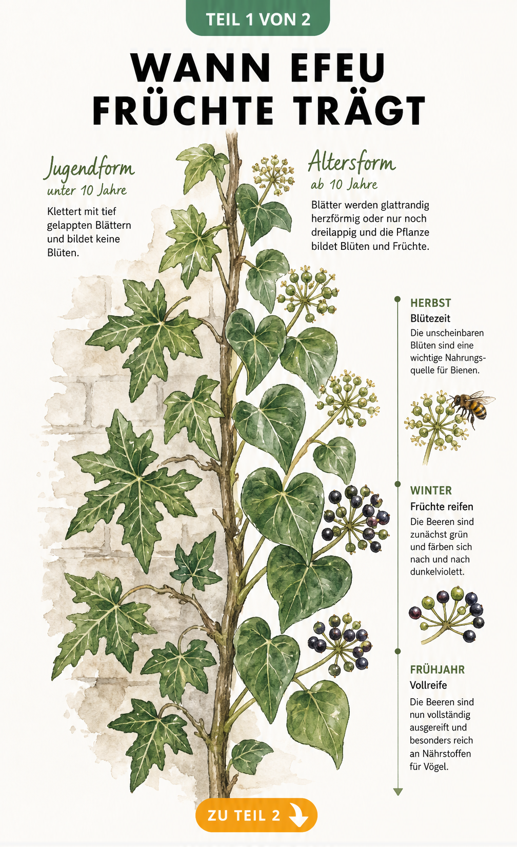 Botanische Illustration der Jugend- und Altersform von Efeu mit Blättern und Blüten