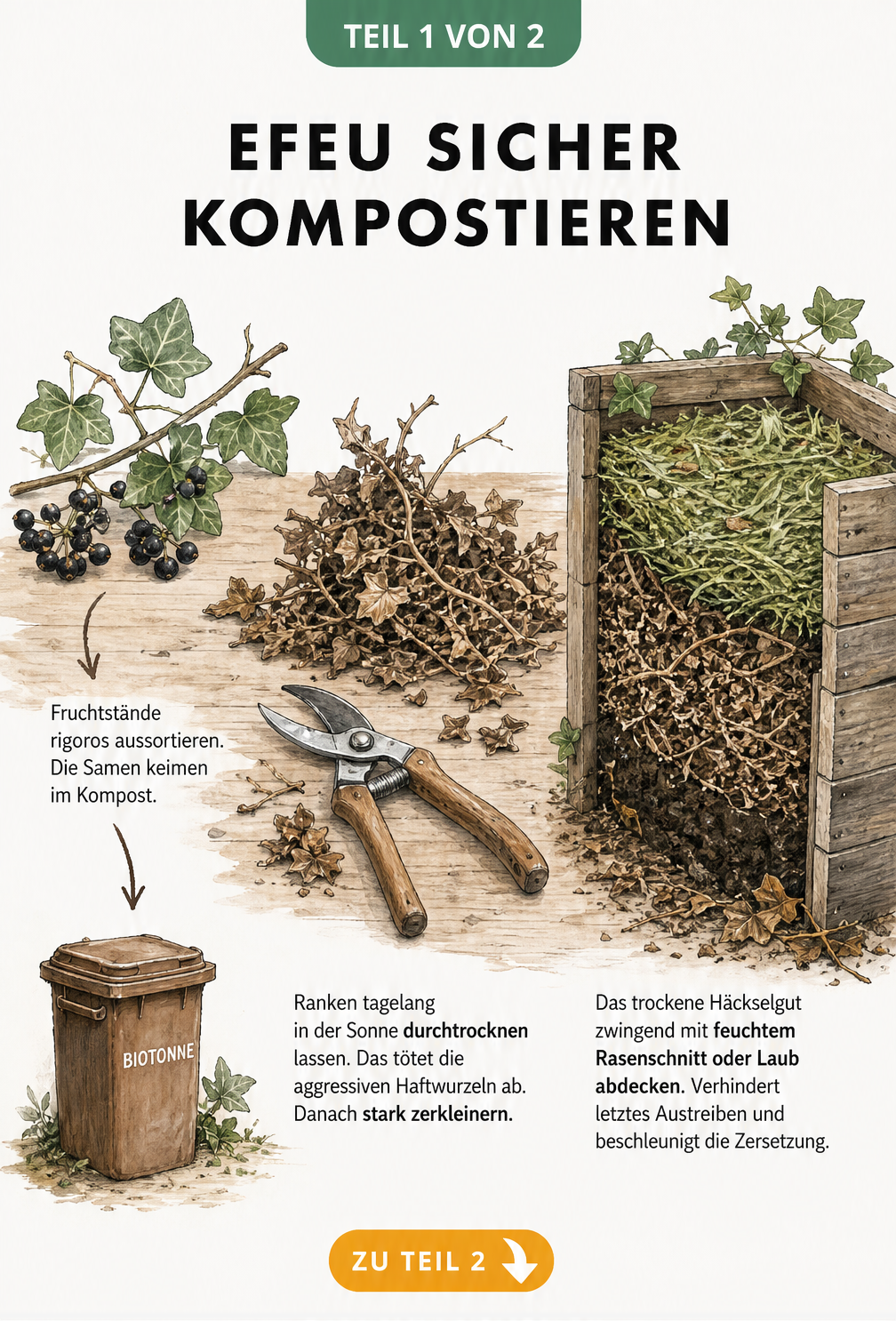 Botanische Illustration: Efeuranken trocknen auf einem Holztisch, daneben ein Kompostbehälter und eine Biotonne für die Beeren.