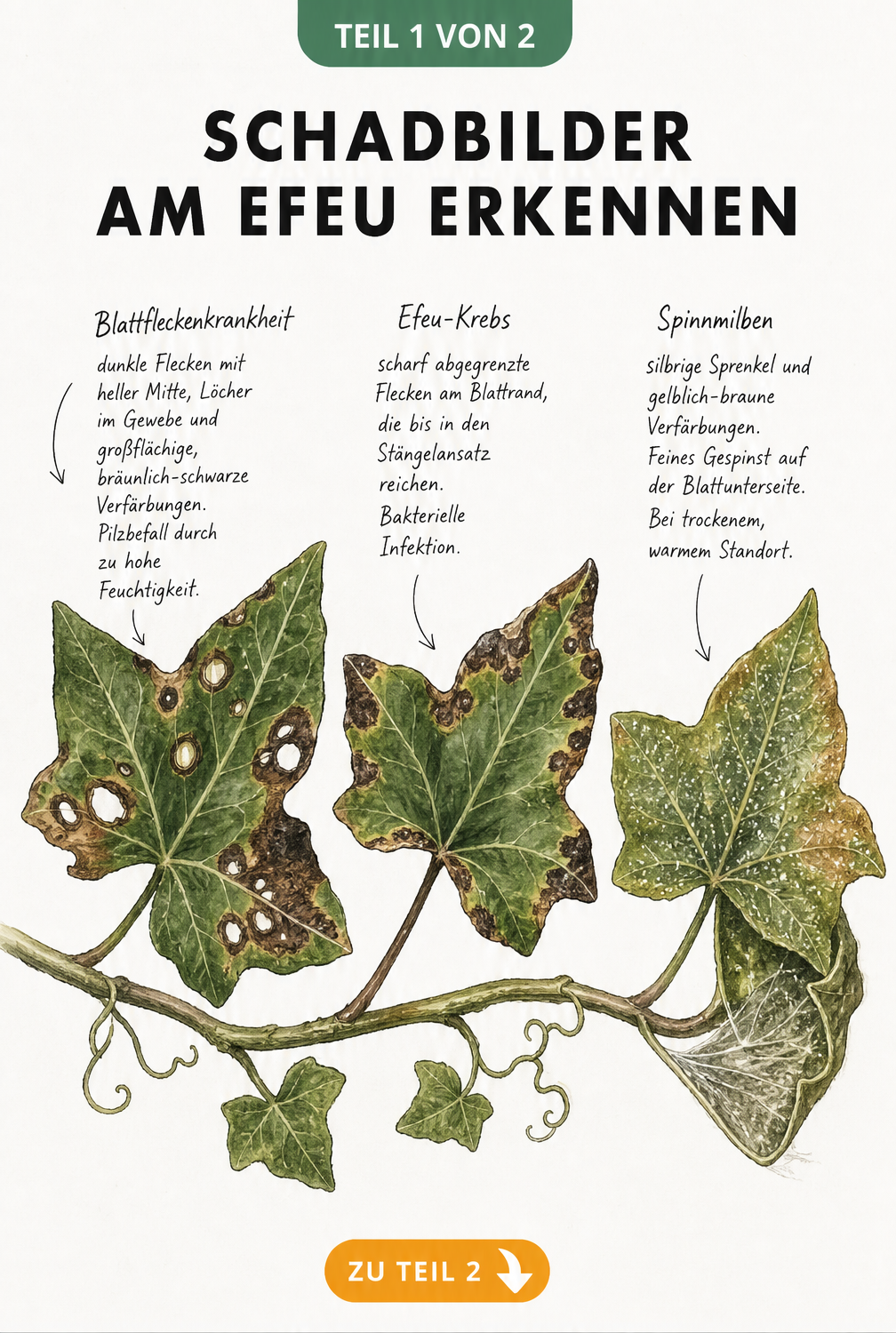 Illustration von drei Efeublättern mit Schadbildern: Blattfleckenkrankheit, Efeu-Krebs und Spinnmilben